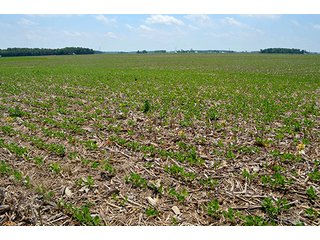 Property photo 62 - LAND AUCTION - 700+/- ACRES OFFERED IN 16 TRACTS IN ALLEN COUNTY, INDIANA